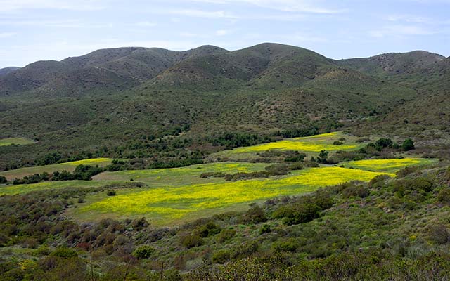 Wildflowers, Point Mugu State Park