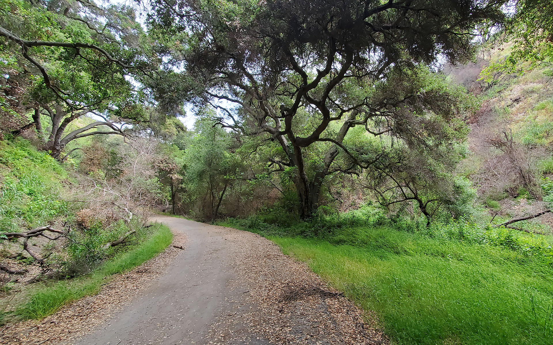 Sullivan Canyon sycamores, in the Santa Monica Mountains