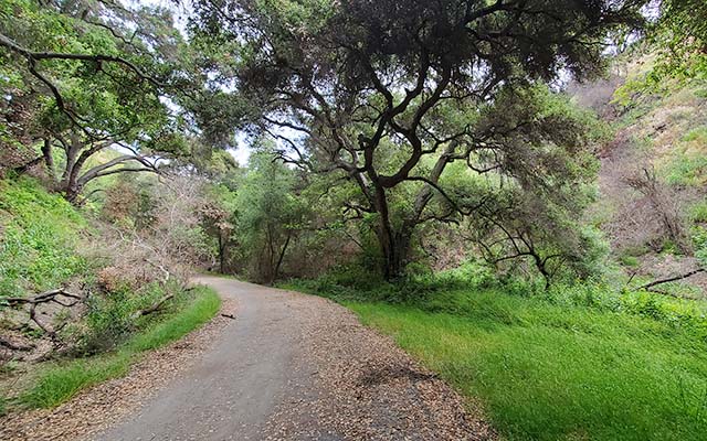 Sullivan Canyon sycamores, in the Santa Monica Mountains