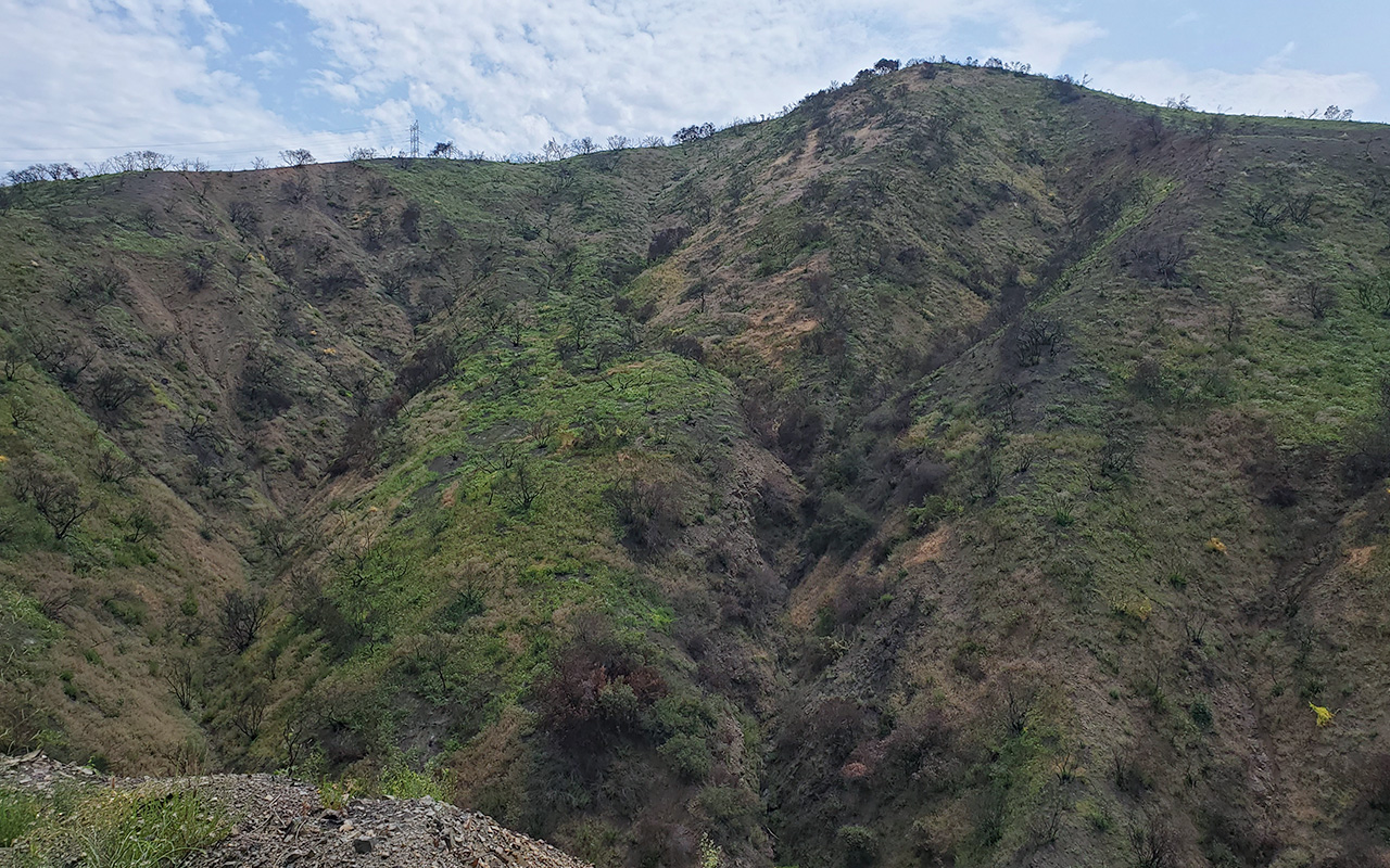 Palisades Fire Burn Scar