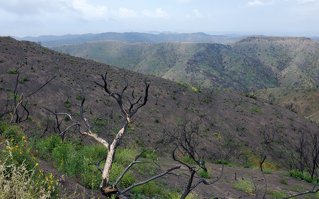 Santa Monica Mountains: Palisades Fire